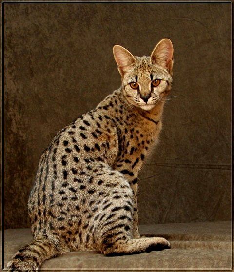 Largest sales bengal cat